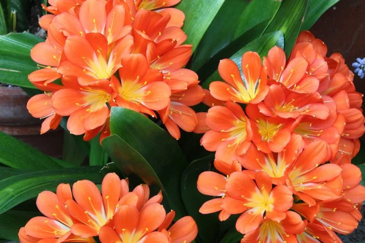 Types of Shade and Their Impact on Plant Selection