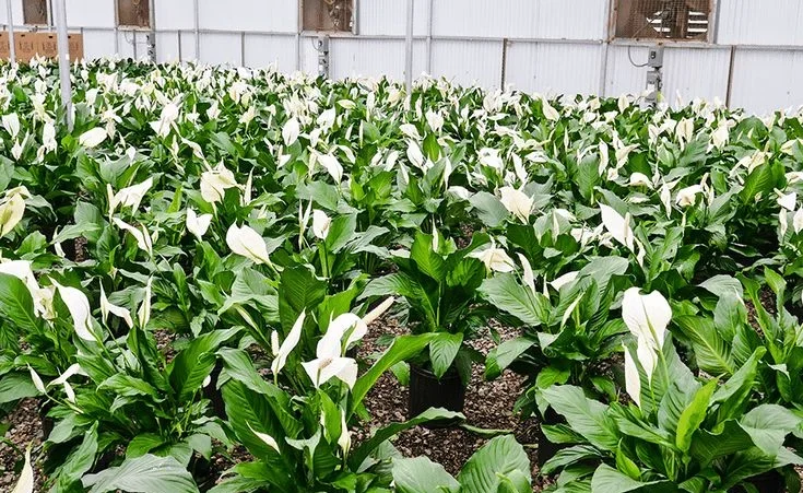 Preventing Peace Lily Tips from Turning Brown