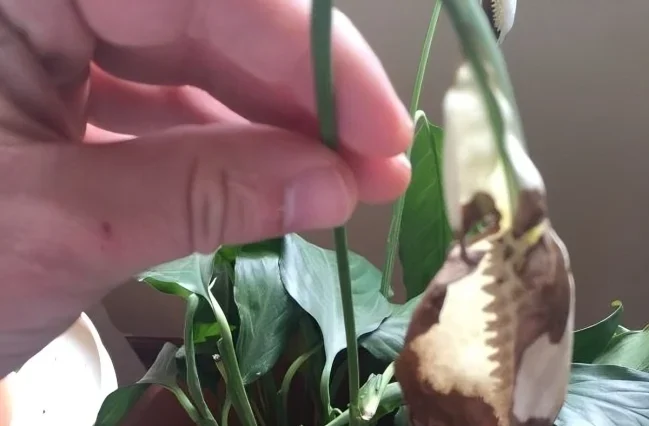 Peace Lily Problem
