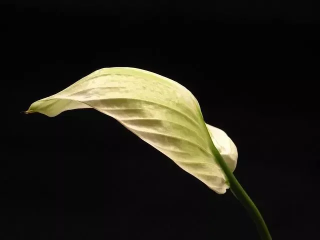 Overwatering and Peace Lily Leaf Yellowing