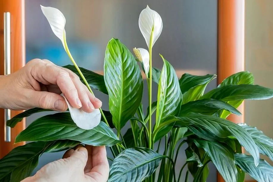 Peace lilies will bloom and flourish spectacularly with expert’s essential task