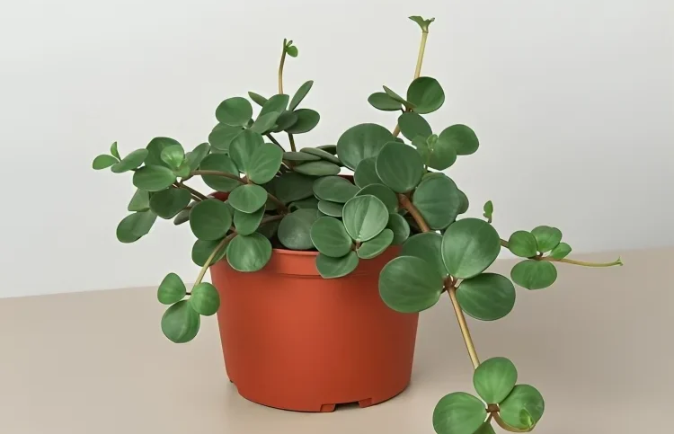 Overview of Peperomia Hope