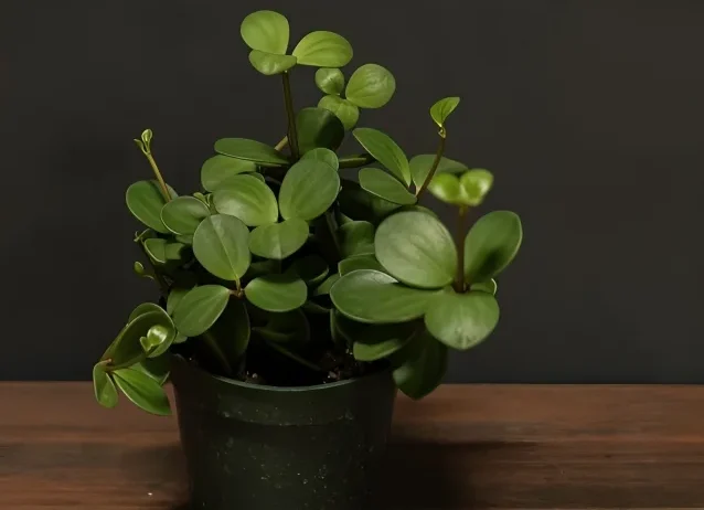 Peperomia Hope Varieties & Relatives