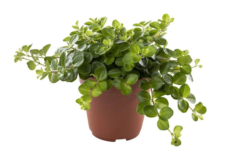 Peperomia Plant Care Guide