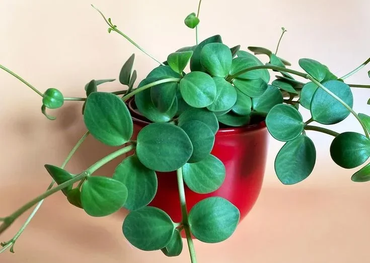 Propagation of Peperomia Hope Plant