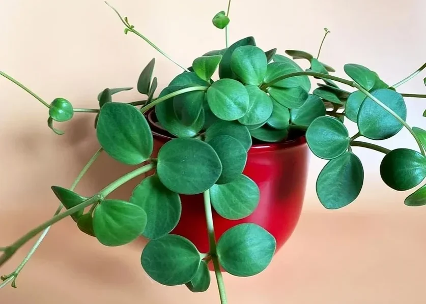 Common Problems & Troubleshooting