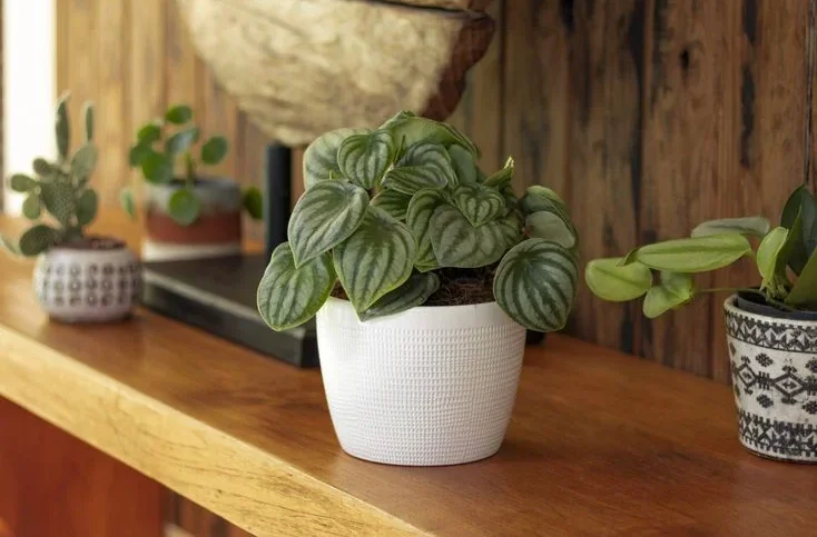 What Makes the Peperomia Plant Special?