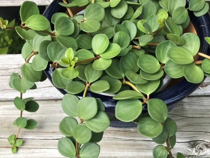 Peperomia