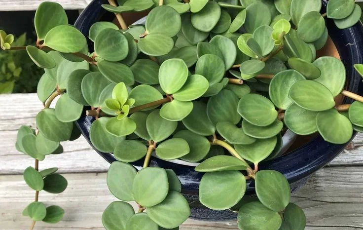 Common Problems and How to Fix Them