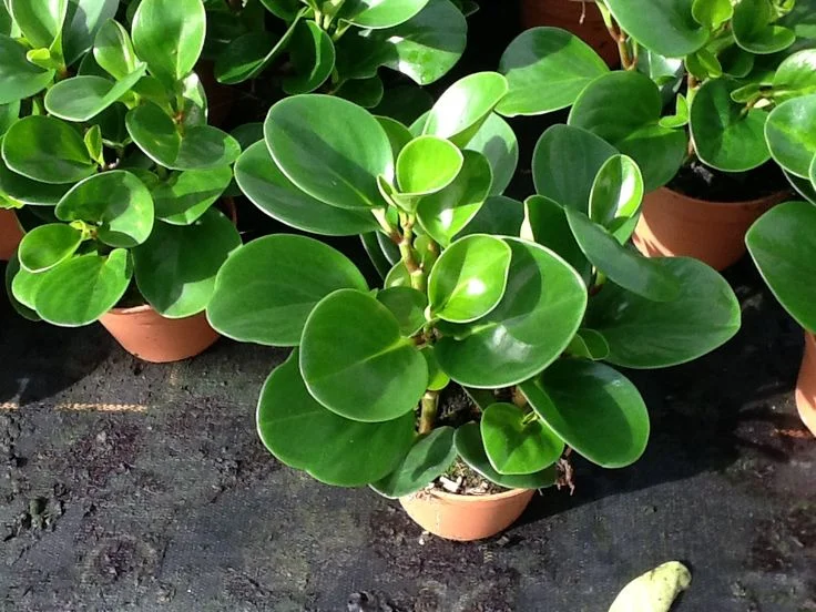 Benefits of Peperomia Hope 