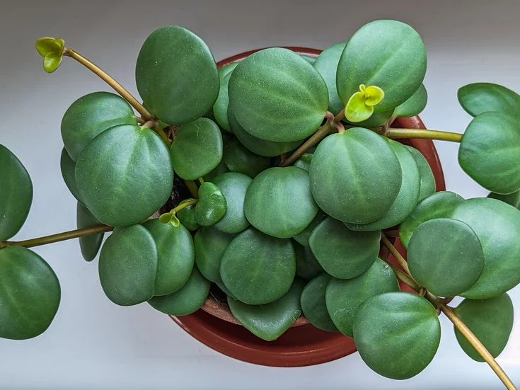 What is a Peperomia Hope Plant?