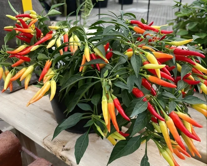 What Are Decorative Pepper Plants?