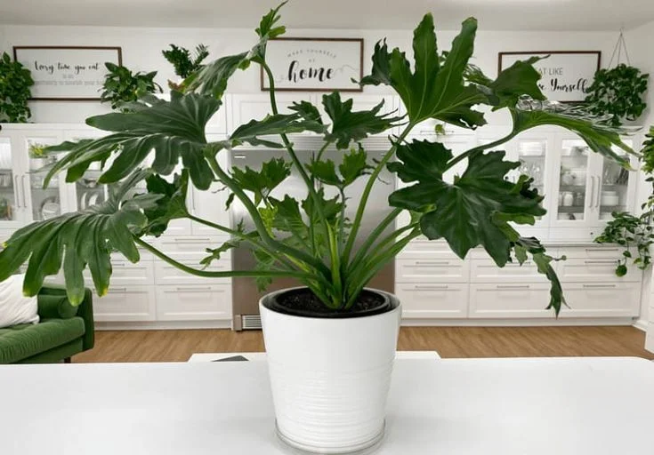 Soil and Potting Mix