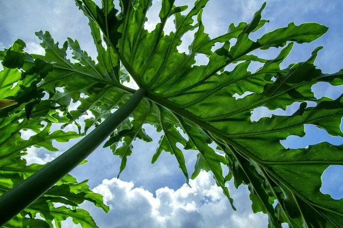 Light Requirements for Philodendron Selloum Care