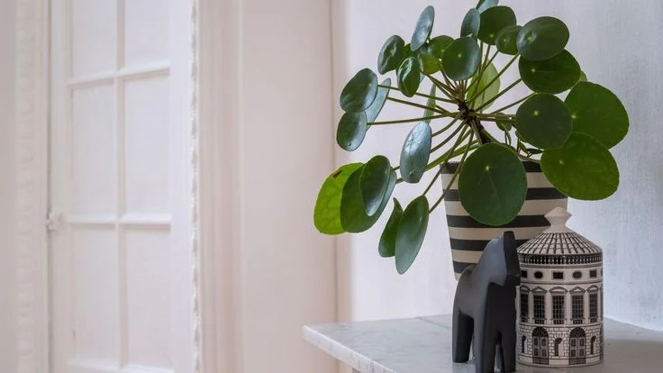 Temperature and Humidity