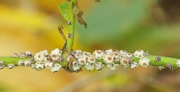 Why Is Scale Harmful to Plants?