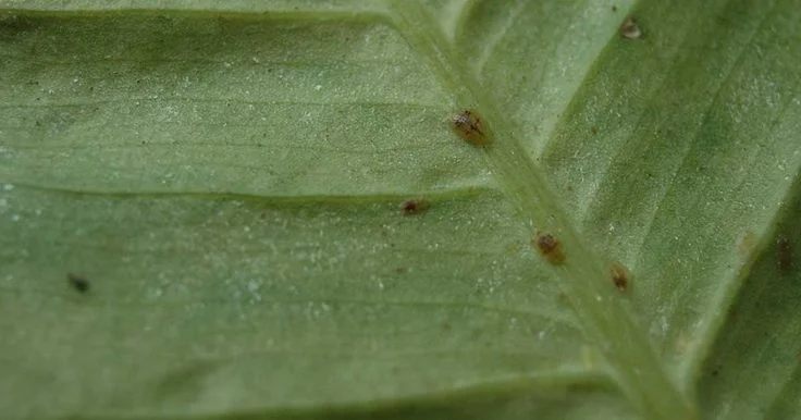 What Does Scale Look Like on Plants?