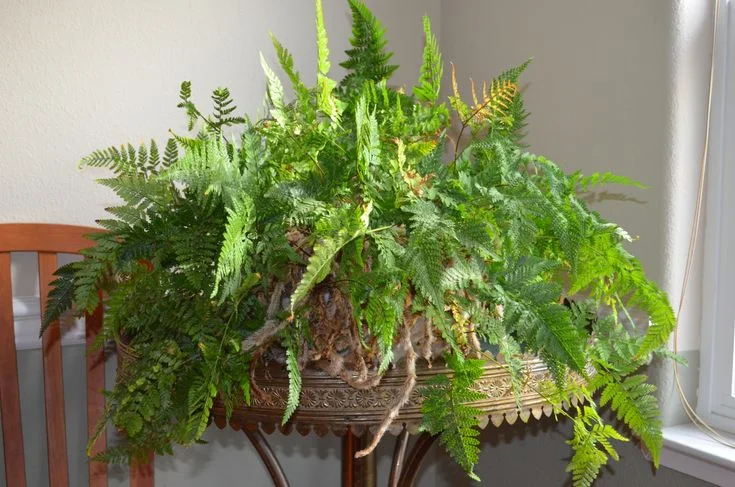 Pruning and Grooming Tips for Rabbit Foot Ferns