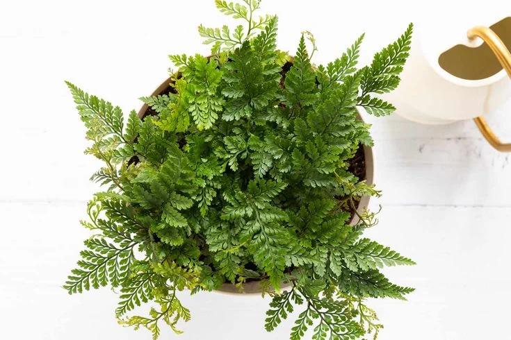 Humidity and Temperature Needs to Care for a Rabbit Foot Fern