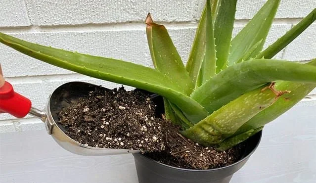 Best Soil Mix for Aloe Vera