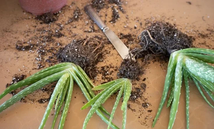 Why Aloe Vera Potting Soil Matters