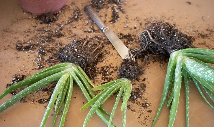 When Should You Repot Aloe Vera Plant?