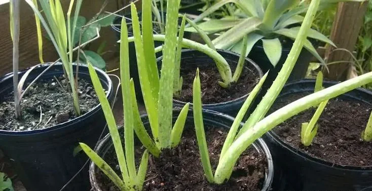 Step-by-Step: How to Make Aloe Vera Potting Soil