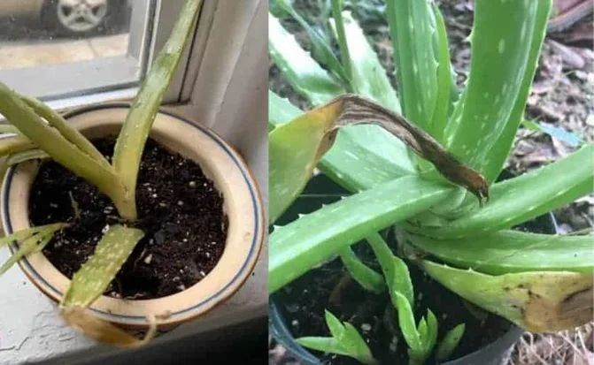 Understanding Why Your Aloe Vera Plant Is Going Brown