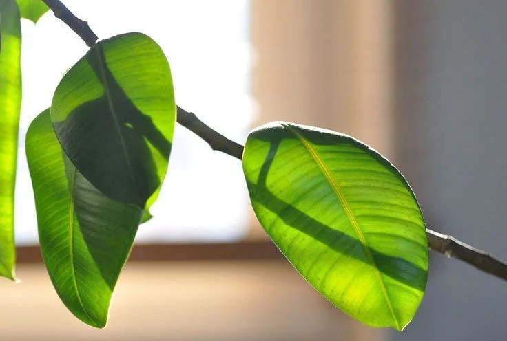 Preventing Rubber Plant Leaves from Falling Off