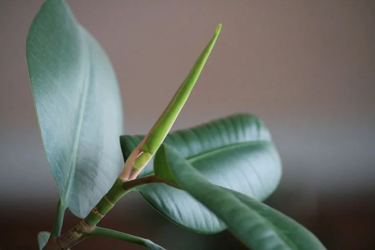 How to Fix Rubber Tree Leaves Falling Off