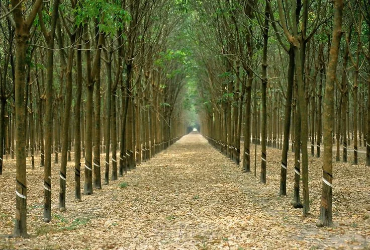Preventing Rubber Tree Leaves from Falling Off