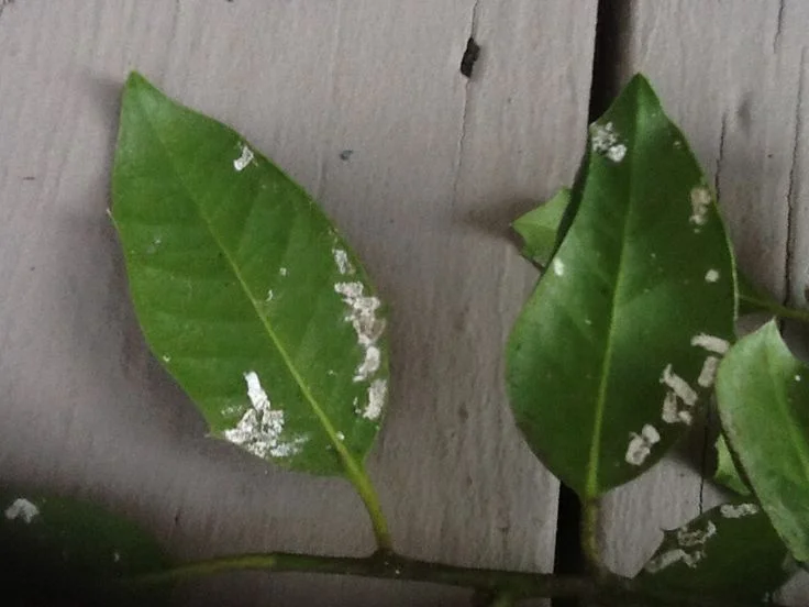 Treatment Methods for Scale Infestation on Plants
