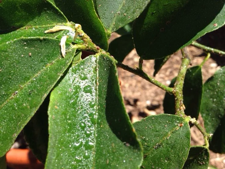 What Is a Scale Plant Problem?