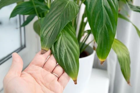 Common Reasons Why Peace Lily Leaves Turn Brown