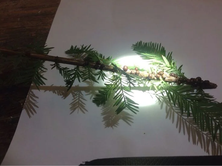 How to Identify Scale Plant Infestations