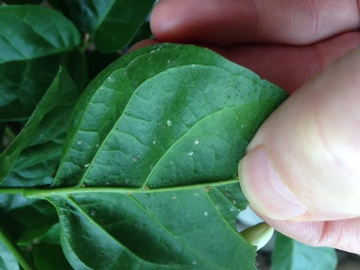 How to Identify Scale Infestation on Plants
