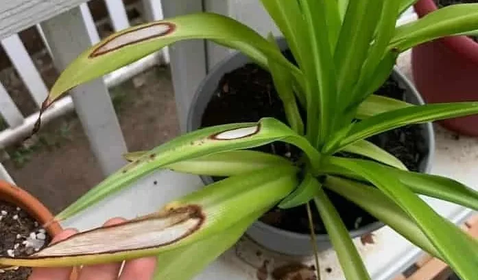 Signs Your Spider Plant Gets Too Much Sunlight