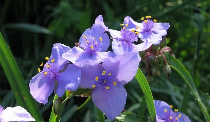 Effective Care for Purple Spiderwort Plant