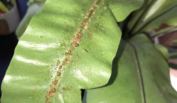 Identifying Scale on Plants