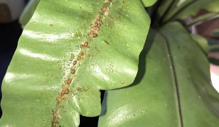 How to Treat Scale on Plants