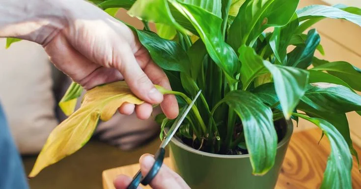 Preventing Future Yellowing of Peace Lily Leaves