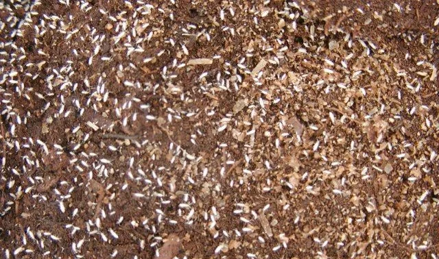 Why Do Small White Soil Bugs Appear?