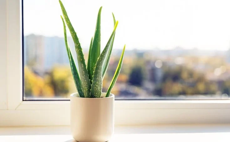 Light Needs for Aloe Vera Grown Indoors