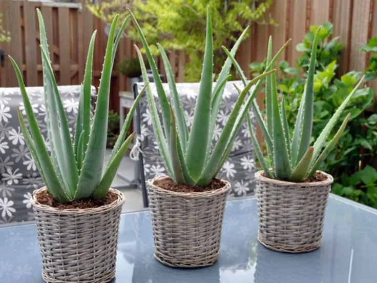 Health Benefits of Aloe Vera Plant in Home