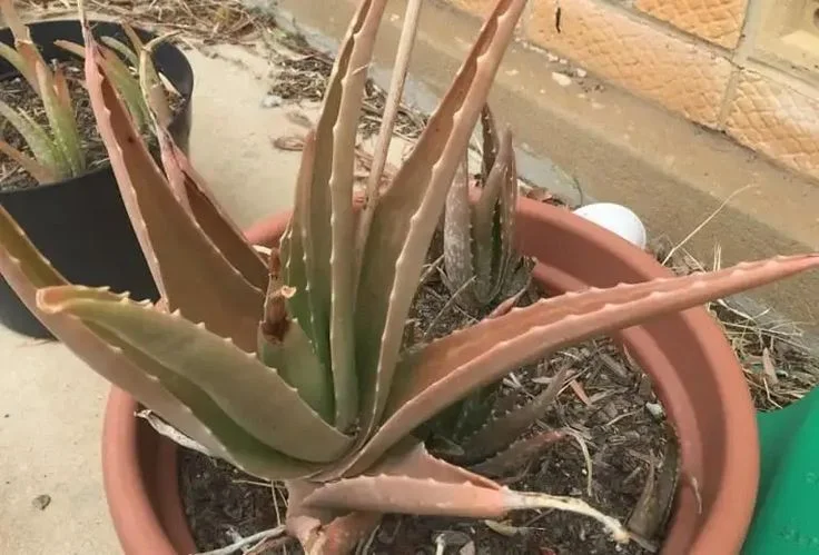 Effective Solutions for a Brown Aloe Vera Plant