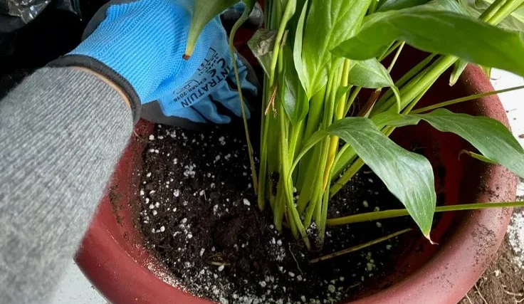 Effective Ways to Get Rid of Small White Soil Bugs