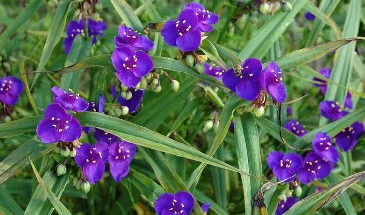 Flowering and Seasonal Behavior