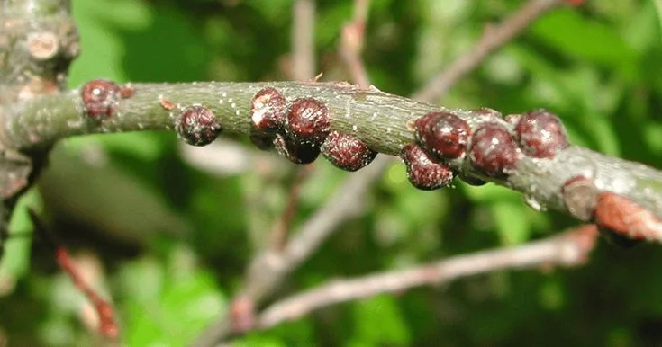 Organic Solutions for Scale Insects