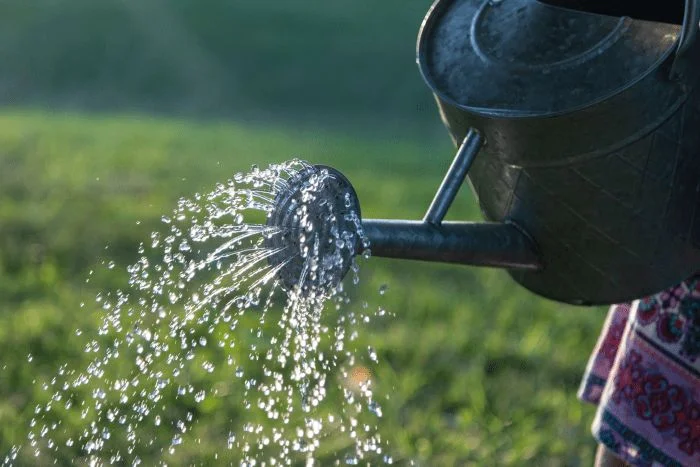 Watering: How Much and How Often
