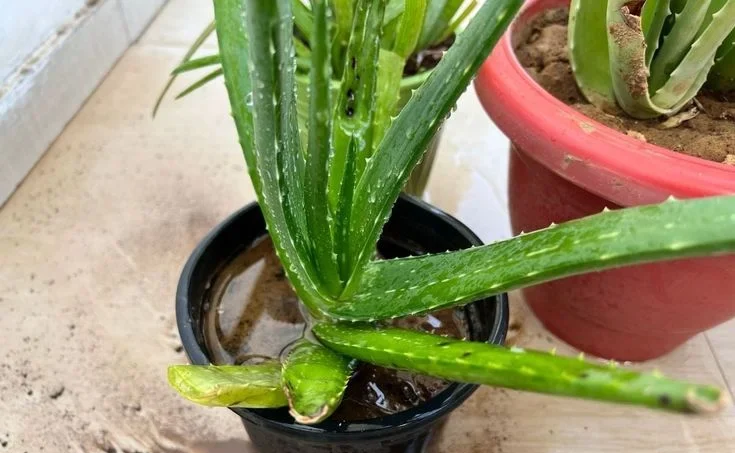 Why Repotting Aloe Plants Matters